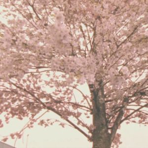 Ikimono-gakari - SAKURA