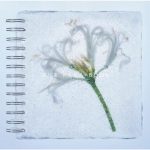 [Mini Album] KANA-BOON – Nerine [MP3/320K/ZIP][2018.01.25]